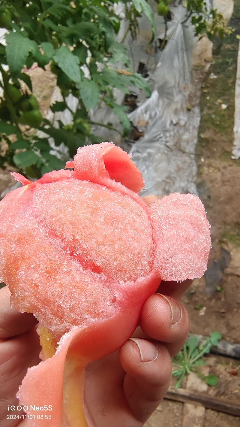河南硬粉西红柿番茄沙瓤果亮度高口感好欢迎大家致电有优惠