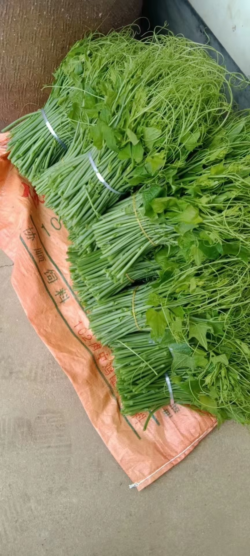 云南佛手瓜尖，洋瓜尖，龙须菜欢迎市场配送公司对接