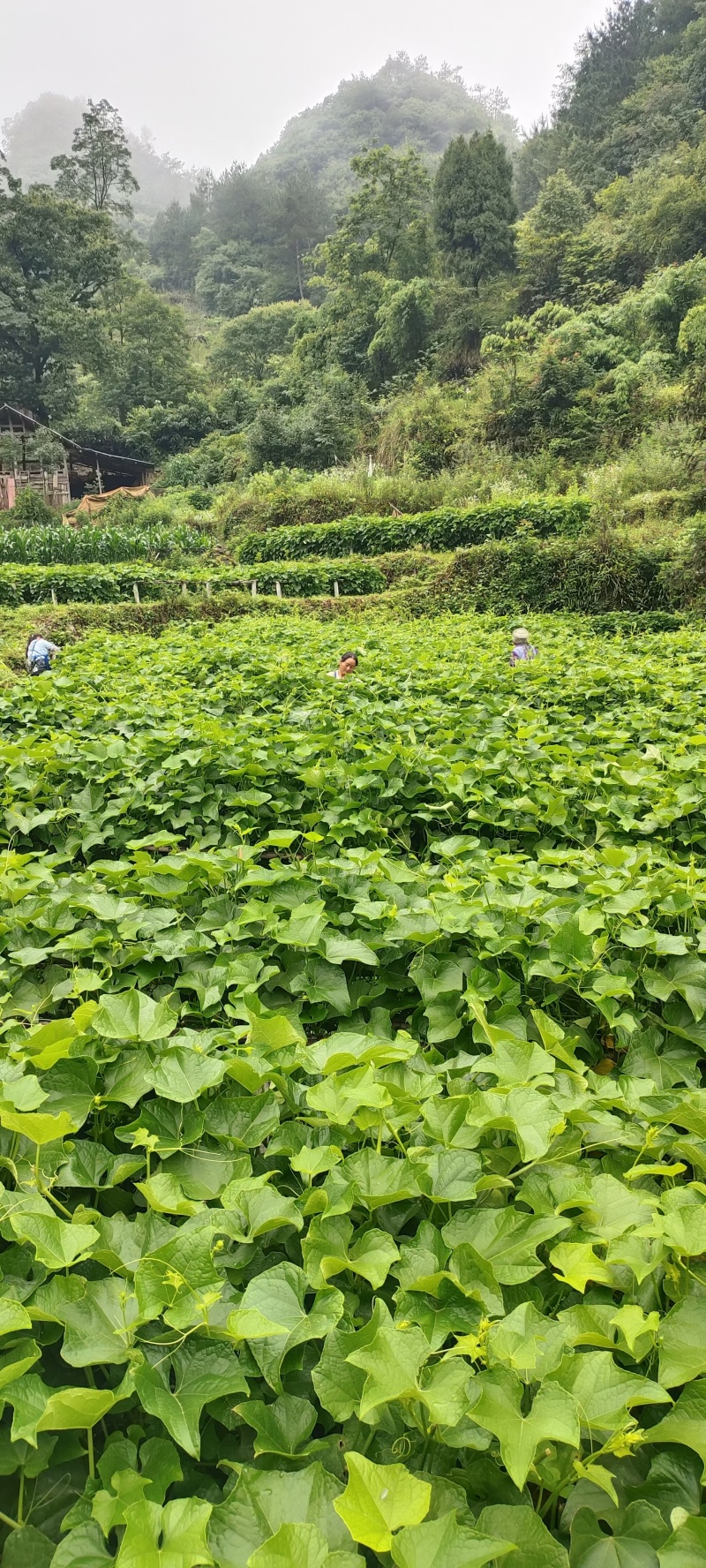 云南佛手瓜尖，洋瓜尖，龙须菜欢迎市场配送公司对接