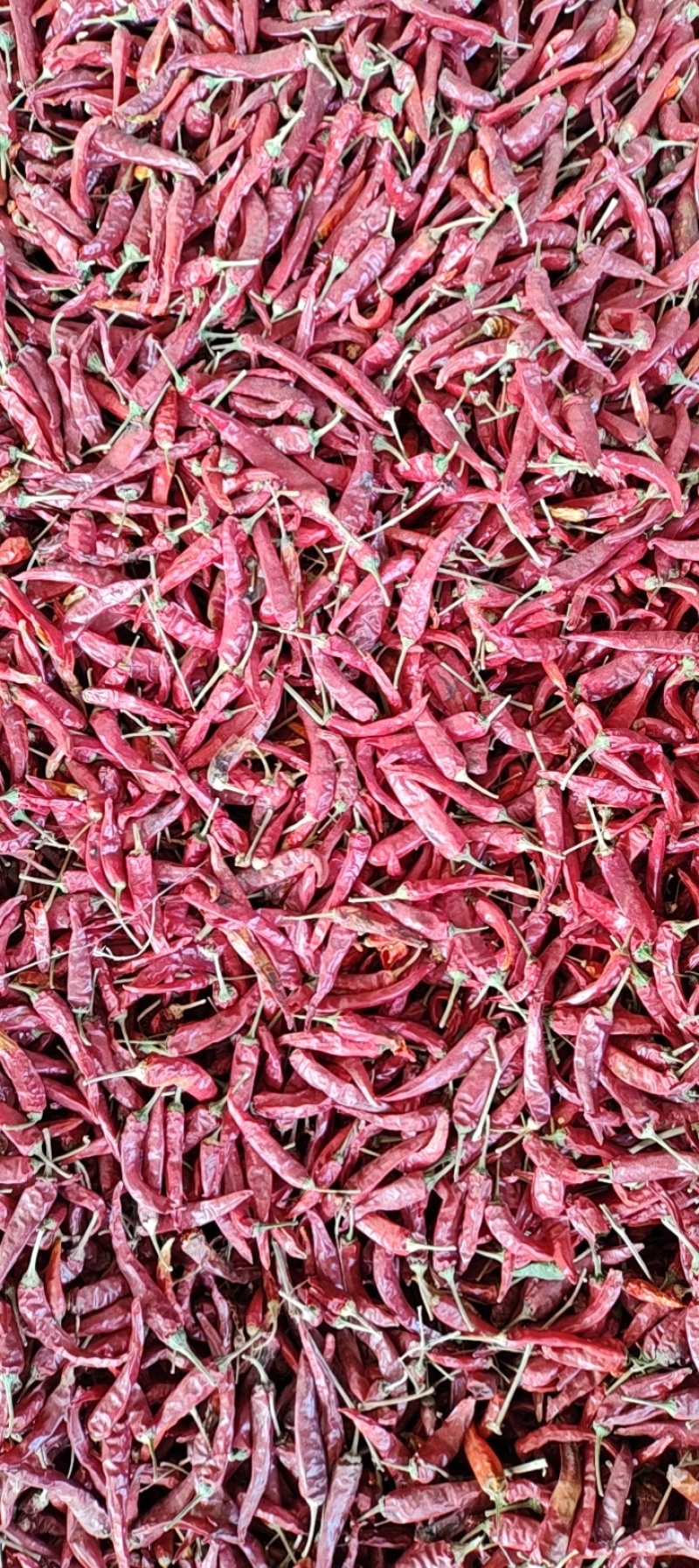 优质保银829朝天椒，干朝天椒