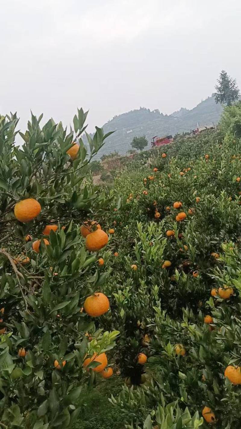 椪柑【精品】现摘现发量大价优口感好运输便利