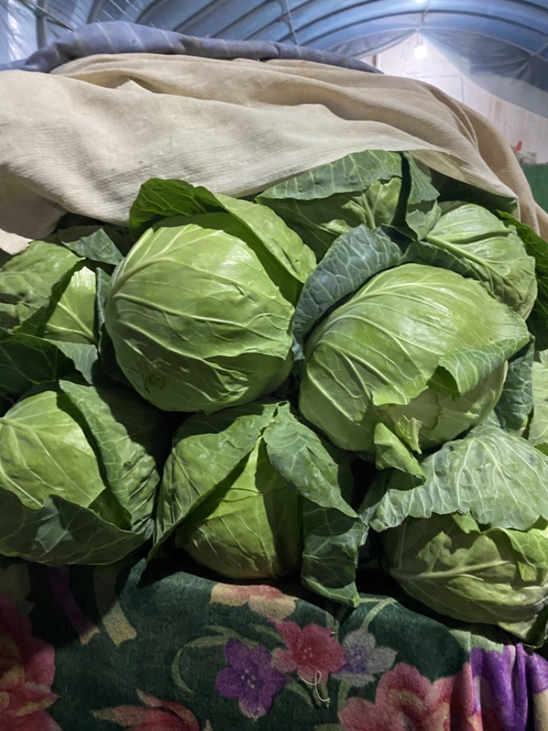 精品甘蓝，量大，质量优，供应全国各种超市，流通市场