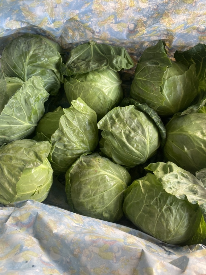 精品甘蓝，量大，质量优，供应全国各种超市，流通市场