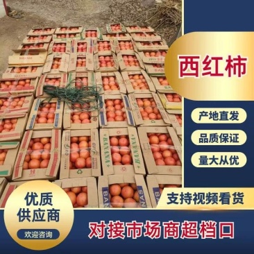 河南西红柿硬粉番茄货源充足欢迎致电有优惠