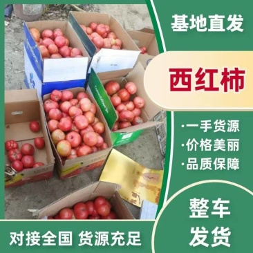 精品硬粉西红柿，果匀色正，大小都有，欢迎来电咨询