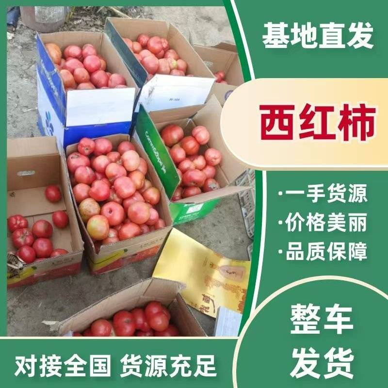 精品硬粉西红柿，果匀色正，大小都有，欢迎来电咨询