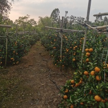沃柑