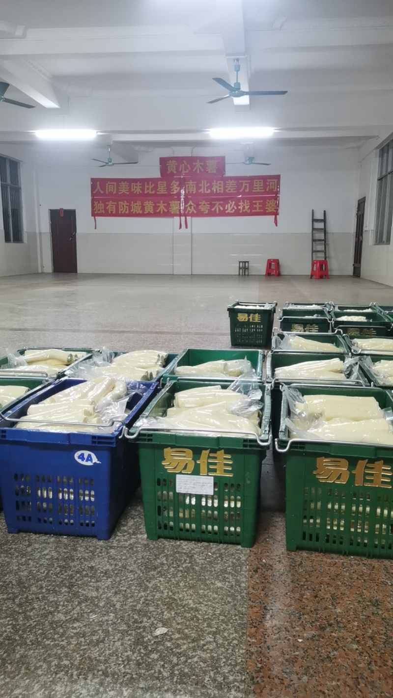 黄肉木薯华南9号，2024年8月10号粉粉糯糯上大量市