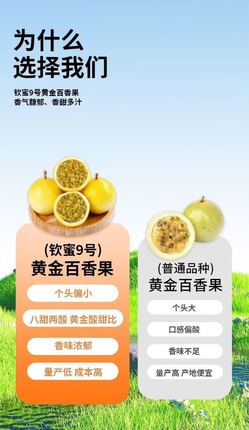 广西黄金百香果精品果、广西钦蜜9号