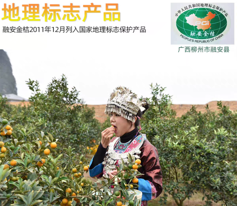 【融安脆蜜金柑桔产地直发】社区团购支持一件代发