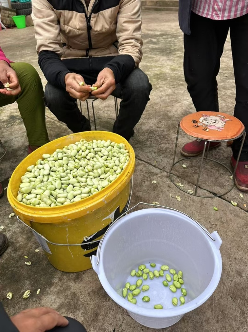 云南露天新鲜蚕豆.全手工制作.现彩现发.货源稳定.供应