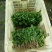 荠菜..野生荠菜.基地直供.品质保证.货源稳定供应