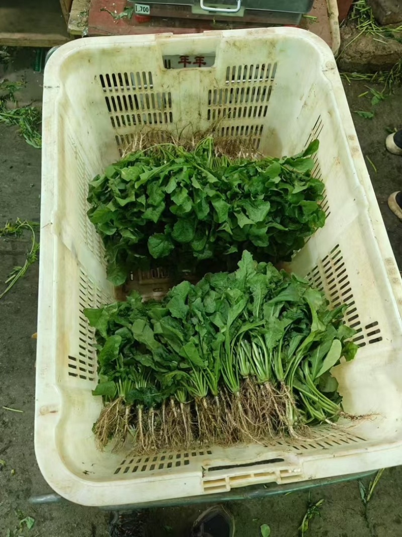 荠菜..野生荠菜.基地直供.品质保证.货源稳定供应