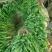 荠菜..野生荠菜.基地直供.品质保证.货源稳定供应