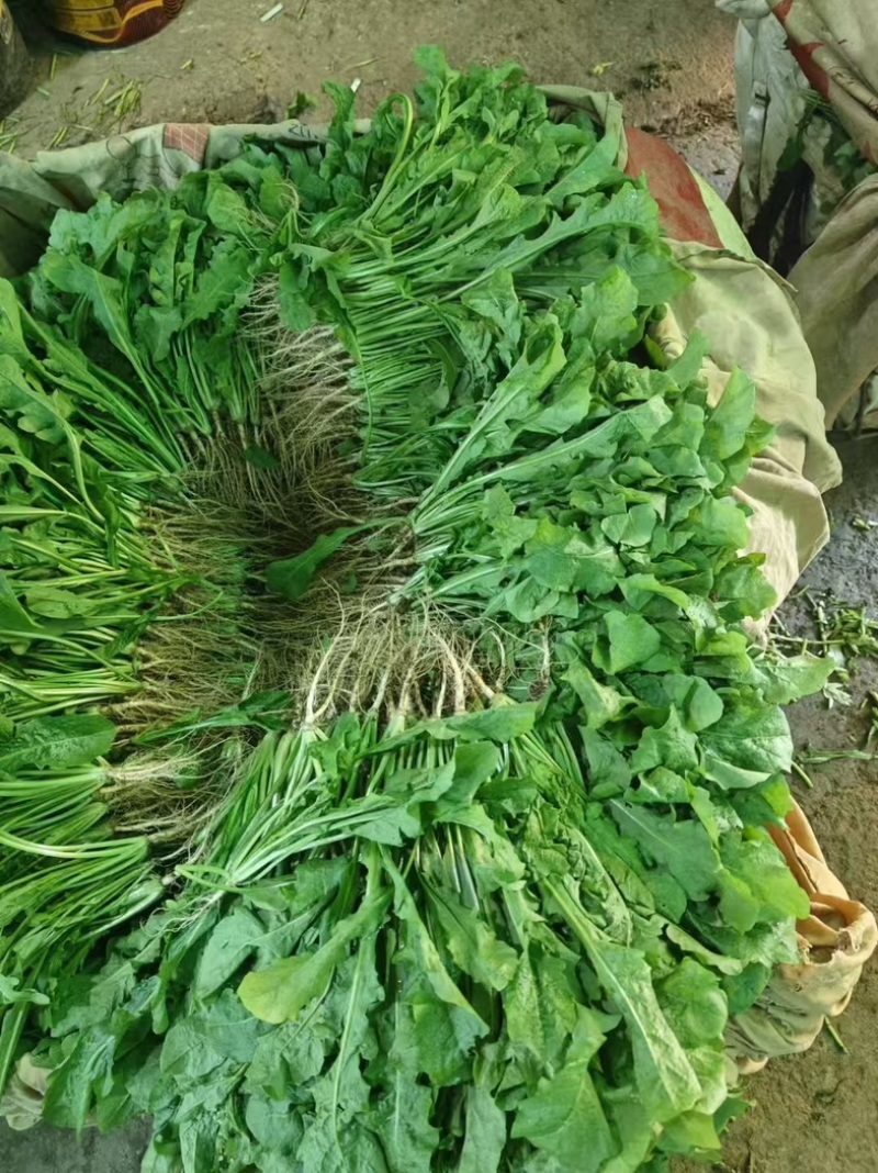 荠菜..野生荠菜.基地直供.品质保证.货源稳定供应