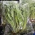 荠菜..野生荠菜.基地直供.品质保证.货源稳定供应