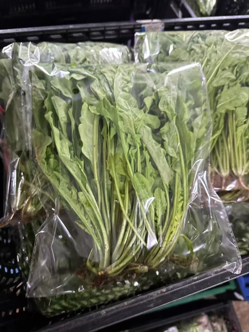 荠菜..野生荠菜.基地直供.品质保证.货源稳定供应