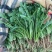 荠菜..野生荠菜.基地直供.品质保证.货源稳定供应