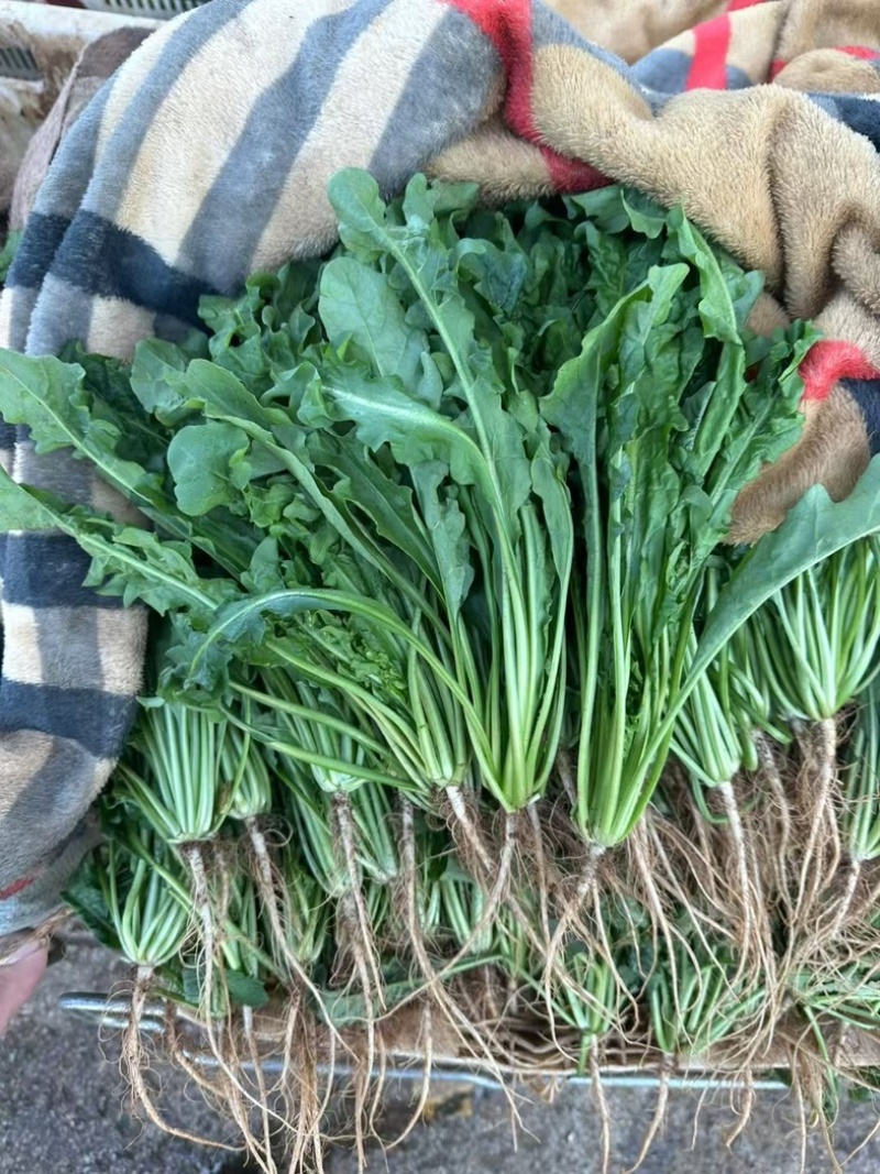 荠菜..野生荠菜.基地直供.品质保证.货源稳定供应