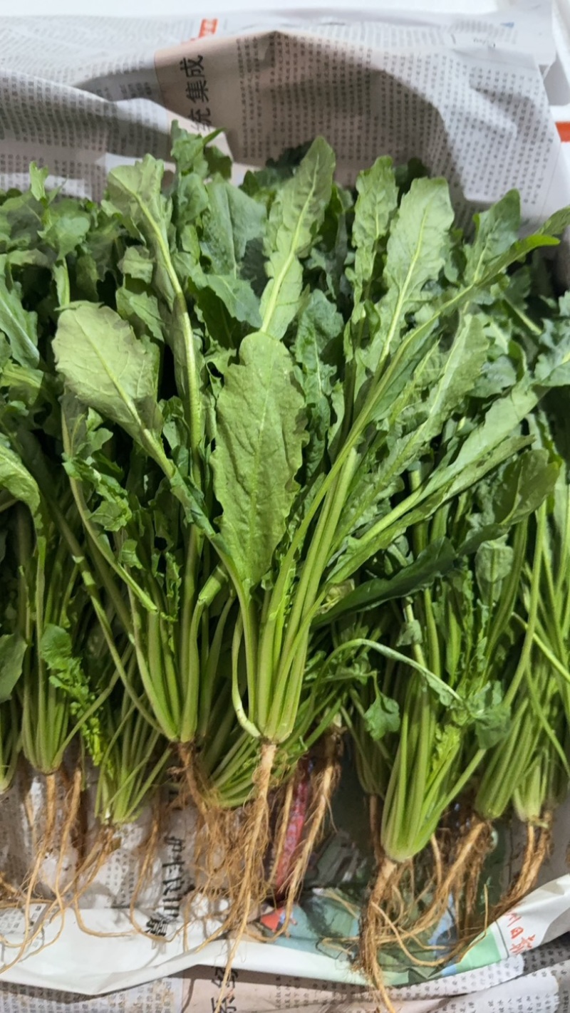 荠菜..野生荠菜.基地直供.品质保证.货源稳定供应