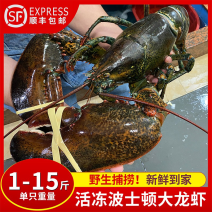 美洲鳌龙虾波士顿龙虾加拿大龙虾