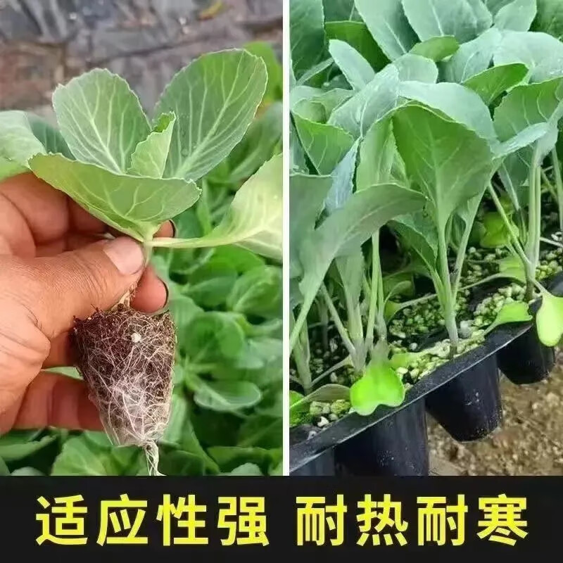 平包甘蓝苗/圆包甘蓝苗基地直发/提供技术/对接全国各地