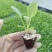 松花菜苗/菜花苗/苗场现挖现发/包成活率/耐寒抗病高产