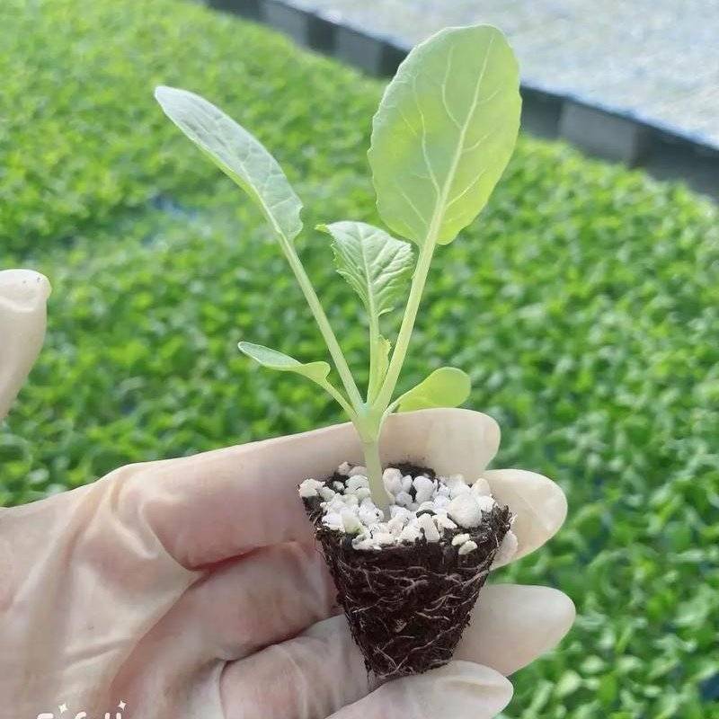 松花菜苗/菜花苗/苗场现挖现发/包成活率/耐寒抗病高产
