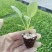 松花菜苗/菜花苗/苗场现挖现发/包成活率/耐寒抗病高产