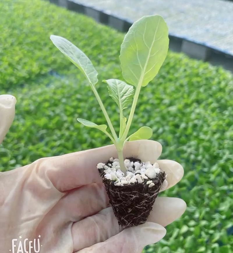 松花菜苗/菜花苗/苗场现挖现发/包成活率/耐寒抗病高产