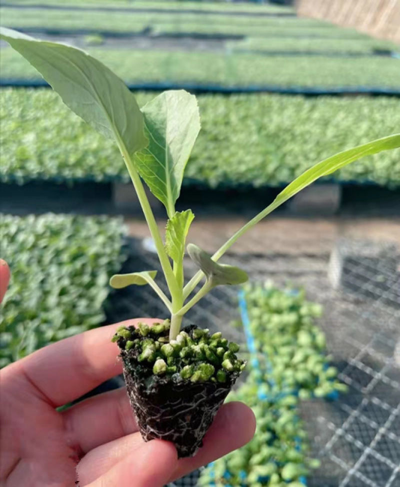 松花菜苗/菜花苗/苗场现挖现发/包成活率/耐寒抗病高产