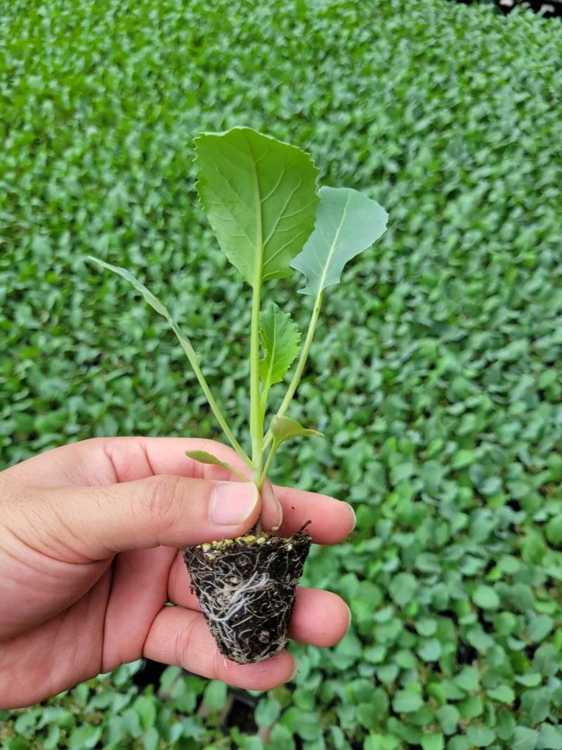 松花菜苗/菜花苗/苗场现挖现发/包成活率/耐寒抗病高产