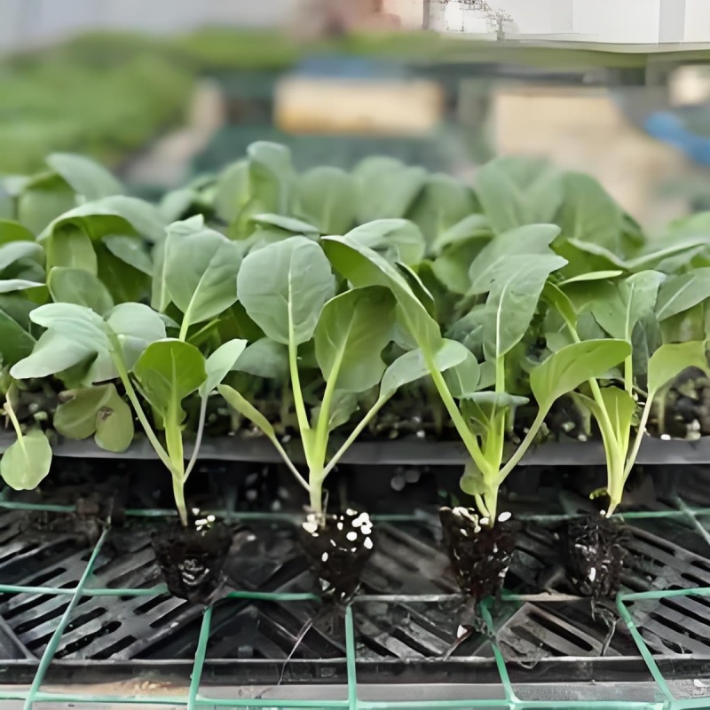 松花菜苗/菜花苗/苗场现挖现发/包成活率/耐寒抗病高产