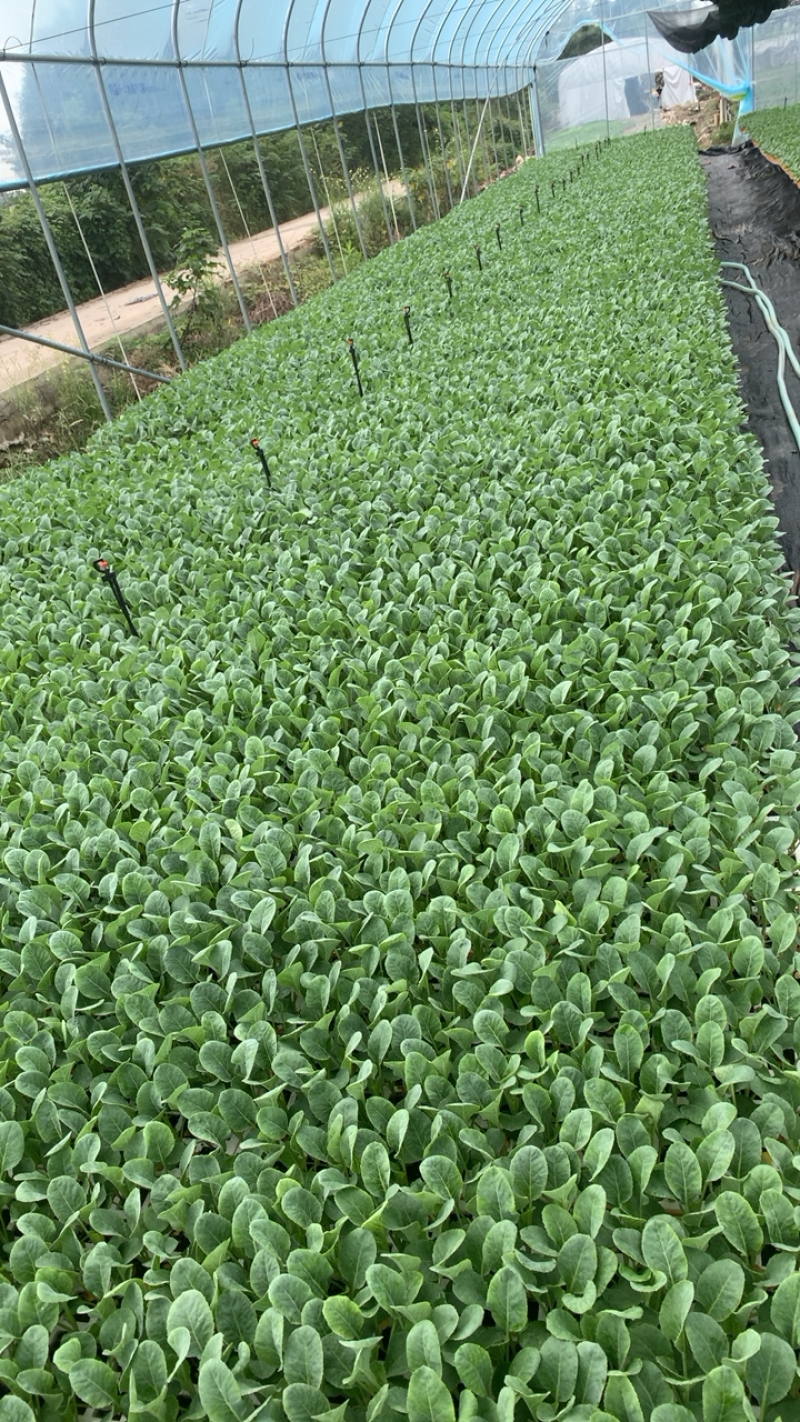 松花菜苗/菜花苗/苗场现挖现发/包成活率/耐寒抗病高产