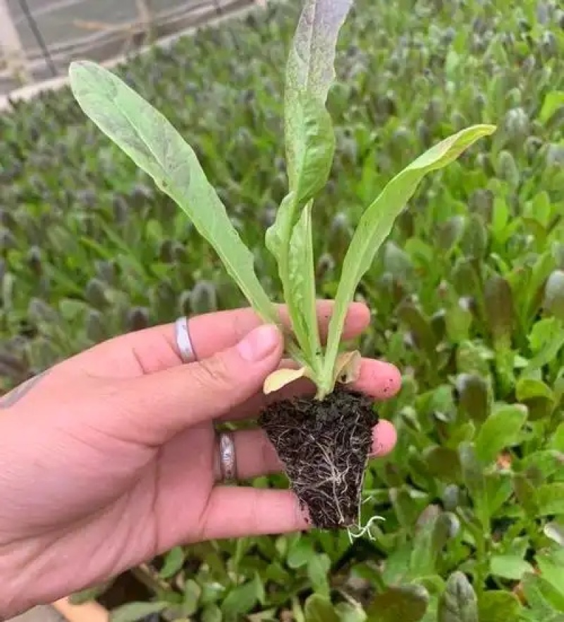 三青皮莴笋苗/现挖青莴笋苗/抗病高产/秋冬耐寒成活率高