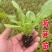 三青皮莴笋苗/现挖青莴笋苗/抗病高产/秋冬耐寒成活率高
