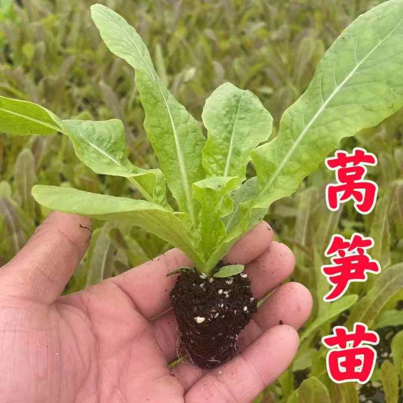 三青皮莴笋苗/现挖青莴笋苗/抗病高产/秋冬耐寒成活率高