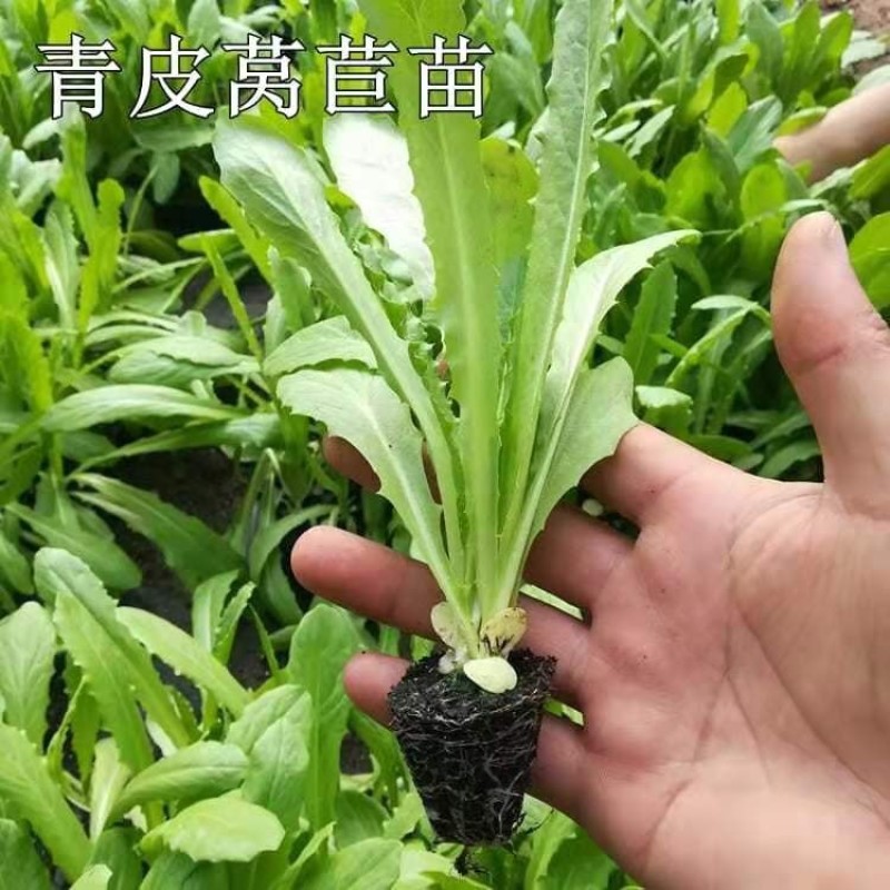 三青皮莴笋苗/现挖青莴笋苗/抗病高产/秋冬耐寒成活率高
