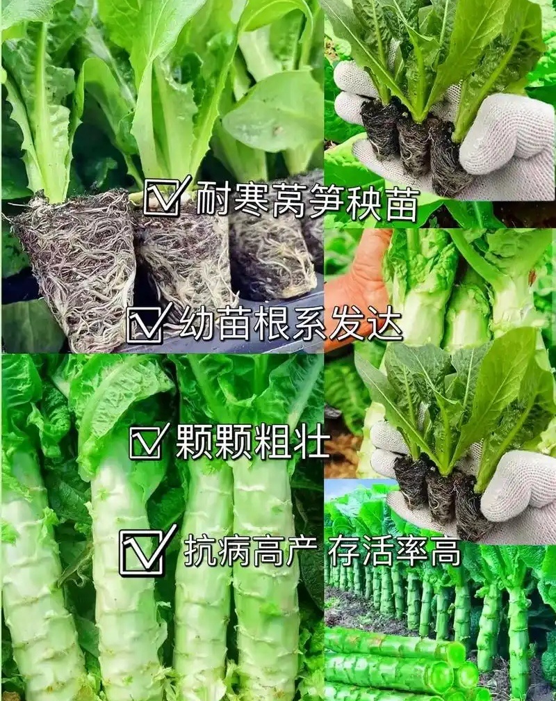 三青皮莴笋苗/现挖青莴笋苗/抗病高产/秋冬耐寒成活率高