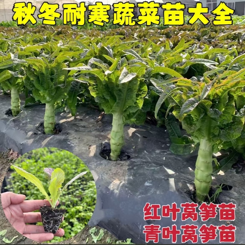三青皮莴笋苗/现挖青莴笋苗/抗病高产/秋冬耐寒成活率高