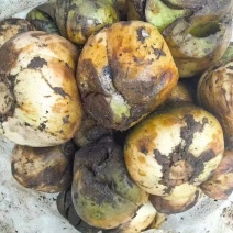 滇藏地区野生大白合，自然片干货