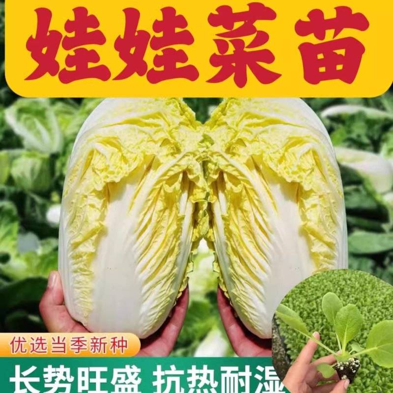 娃娃菜苗金娃娃菜苗/大娃娃菜苗基地现挖现发量大从优