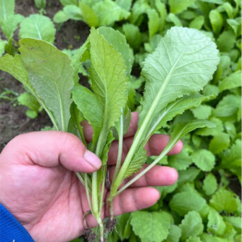 娃娃菜苗金娃娃菜苗/大娃娃菜苗基地现挖现发量大从优