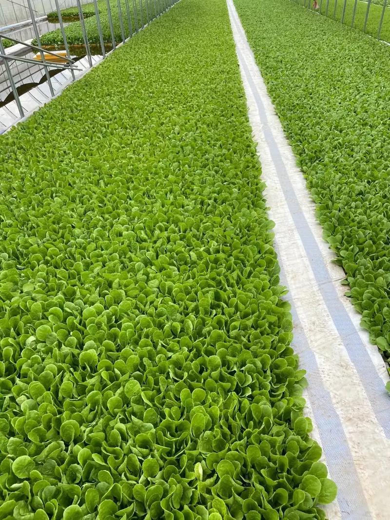 娃娃菜苗金娃娃菜苗/大娃娃菜苗基地现挖现发量大从优