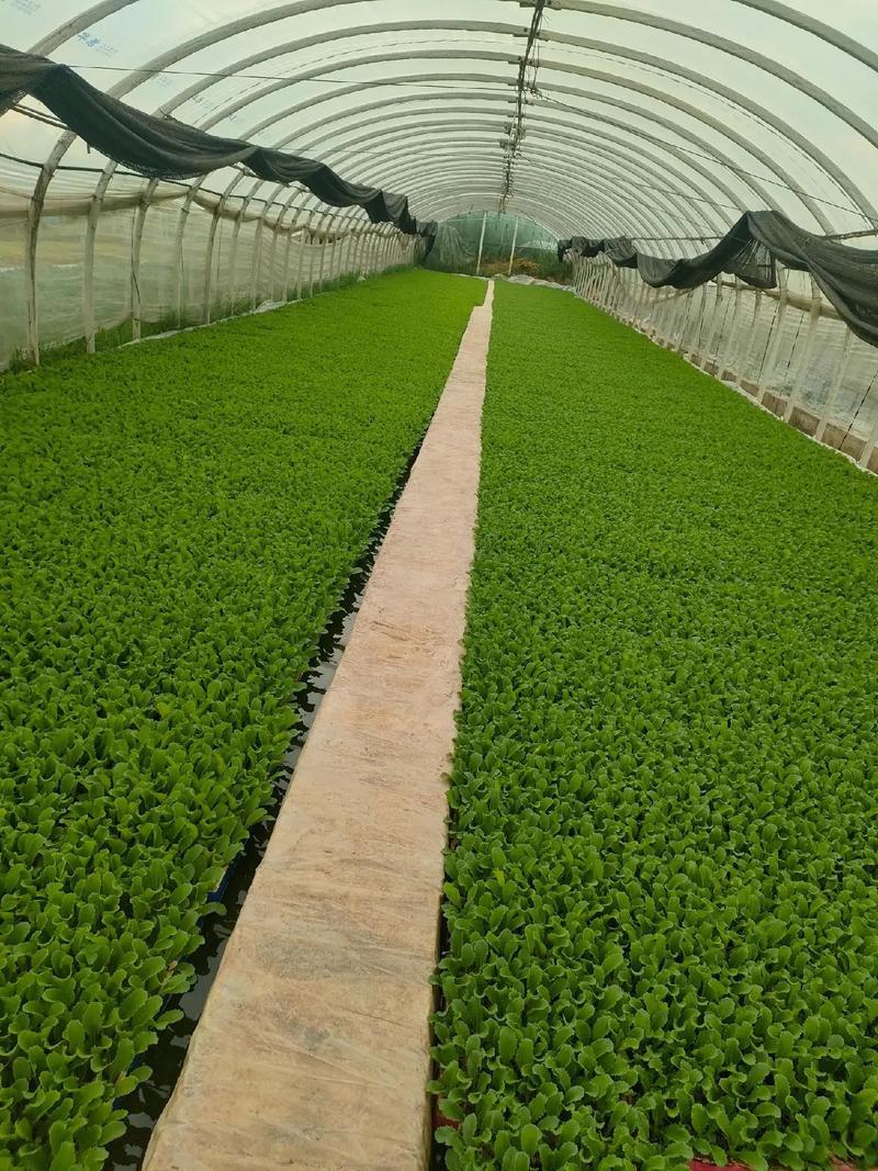 娃娃菜苗金娃娃菜苗/大娃娃菜苗基地现挖现发量大从优