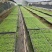 娃娃菜苗金娃娃菜苗/大娃娃菜苗基地现挖现发量大从优