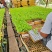 娃娃菜苗金娃娃菜苗/大娃娃菜苗基地现挖现发量大从优