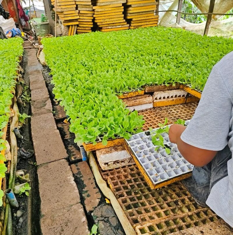 娃娃菜苗金娃娃菜苗/大娃娃菜苗基地现挖现发量大从优