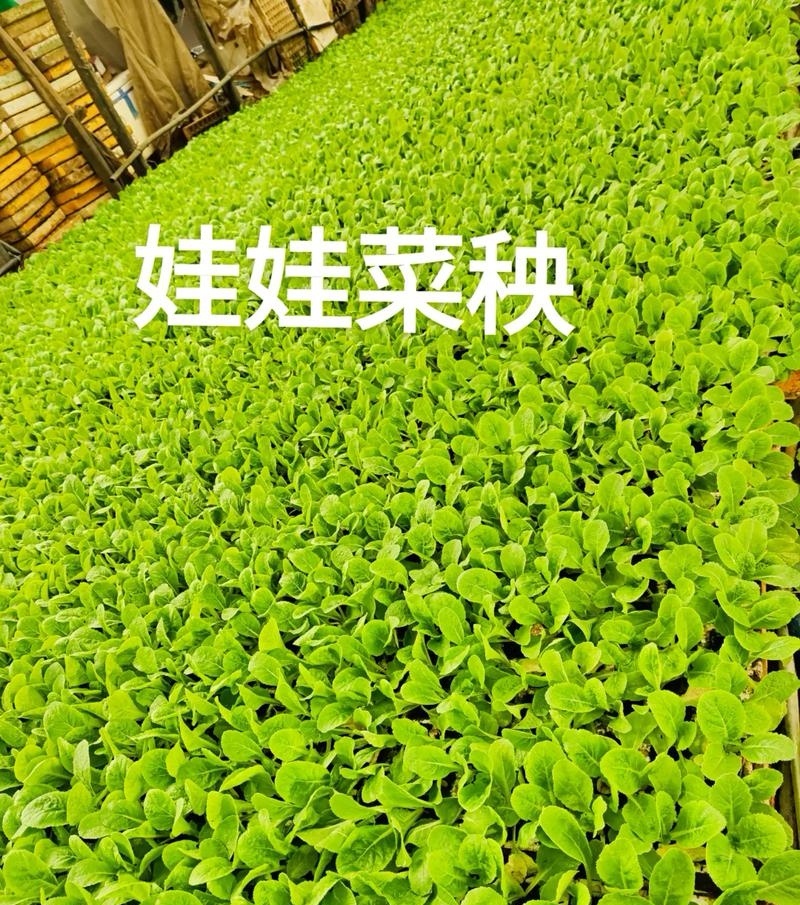 娃娃菜苗金娃娃菜苗/大娃娃菜苗基地现挖现发量大从优
