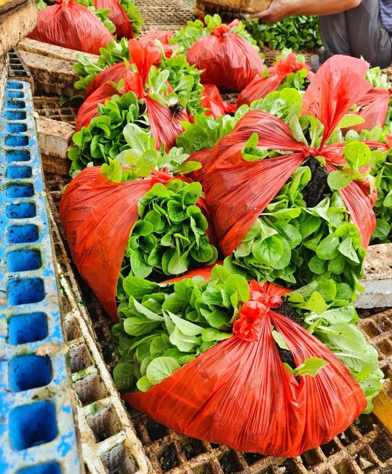 娃娃菜苗金娃娃菜苗/大娃娃菜苗基地现挖现发量大从优